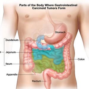 intestines
