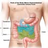 intestines