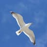 glide