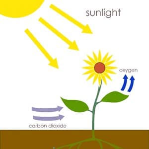 photosynthesis
