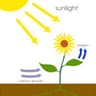 photosynthesis