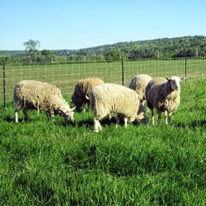 pasture