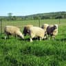 pasture