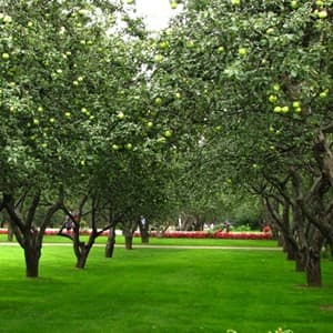 grove