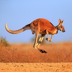 outback