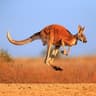 outback