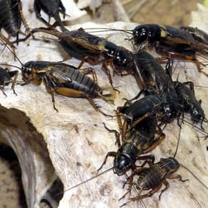 cricket