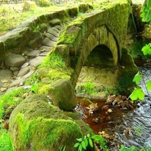 moss