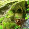 moss